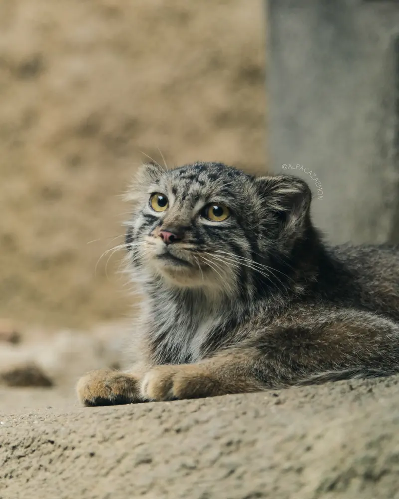 神戸どうぶつ王国のテルの写真