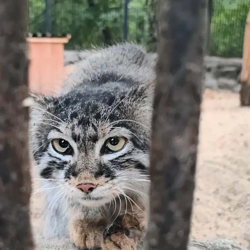 ノヴォシビルスク動物園のマヌルネコの写真