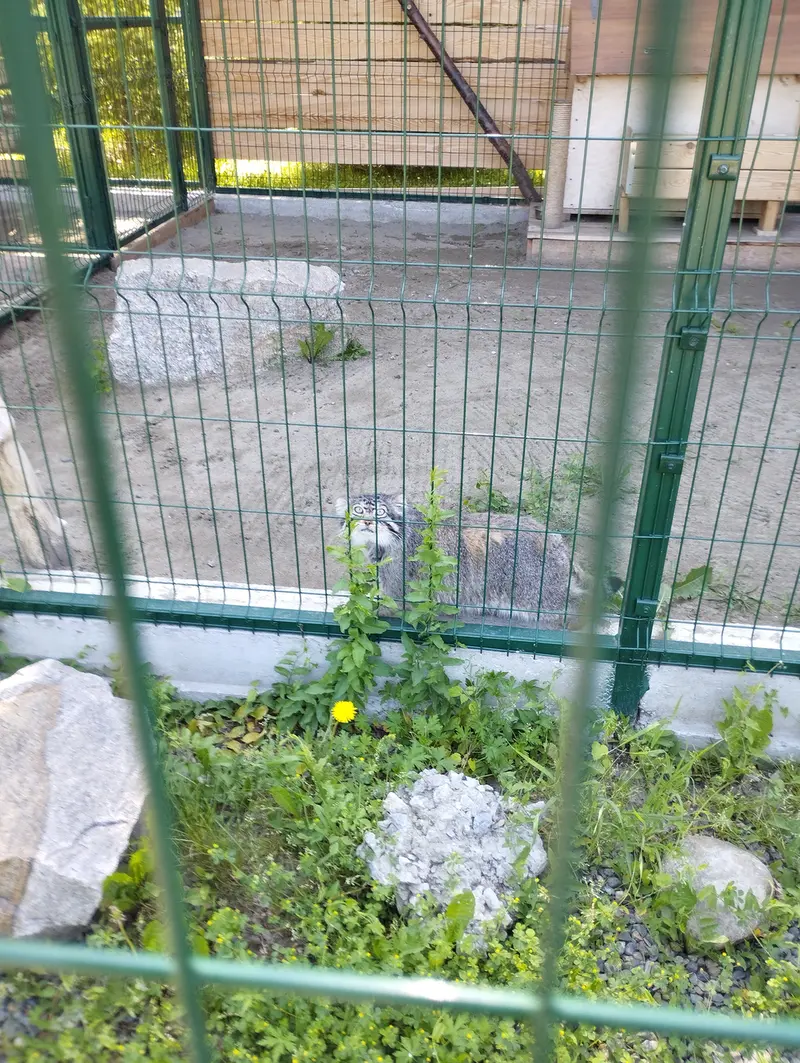 バルナウル動物園「レースナヤ・スカースカ」のチップの写真