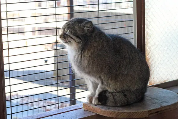 埼玉県こども動物自然公園のタビーの写真