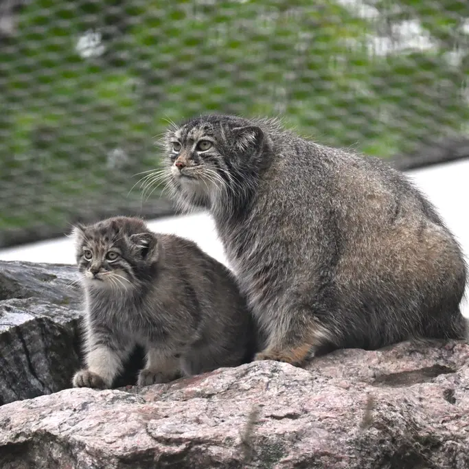 コルケアサーリ動物園のミミとサーガの写真