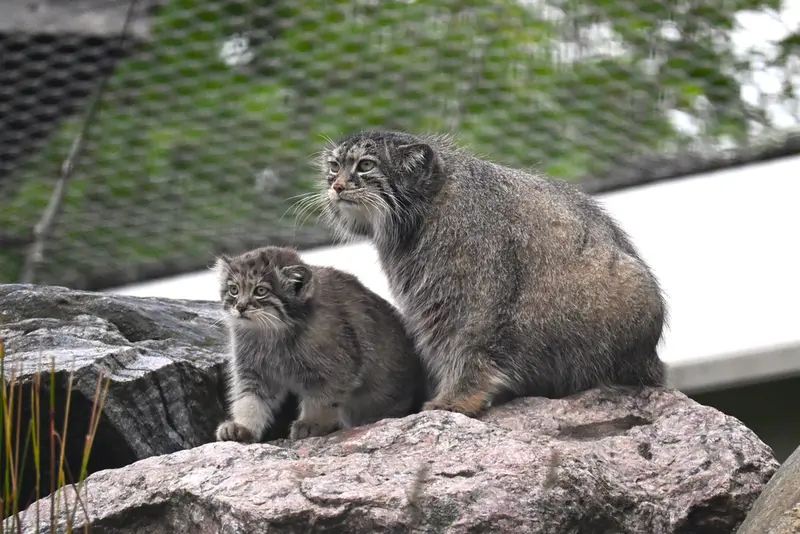 コルケアサーリ動物園のミミとサーガの写真