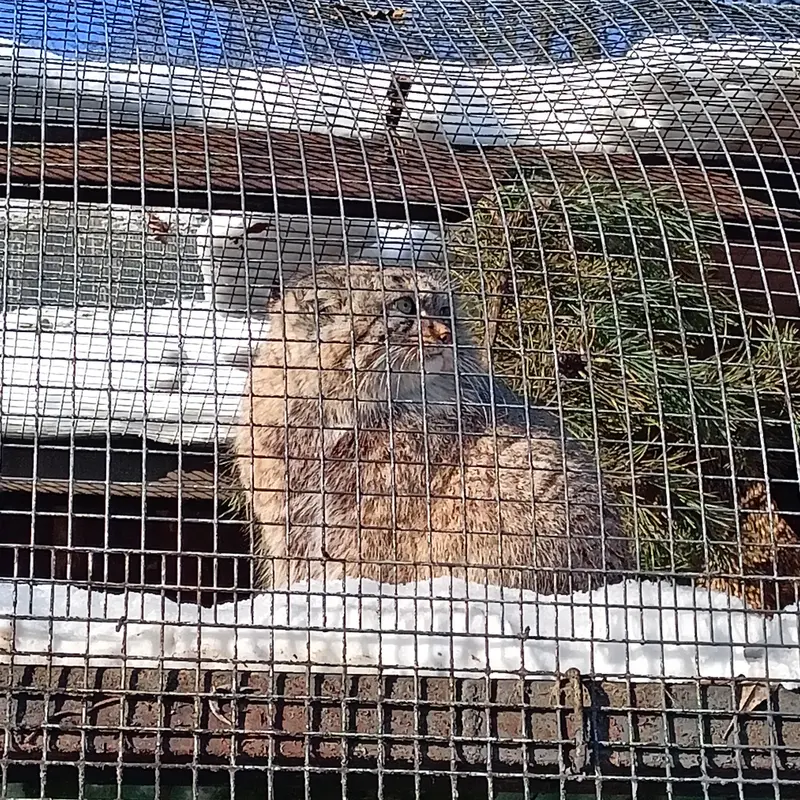 マヌルネコの写真