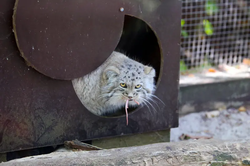 コシツェ動物園のアラニの子（2026年生まれ）Ⅱの写真