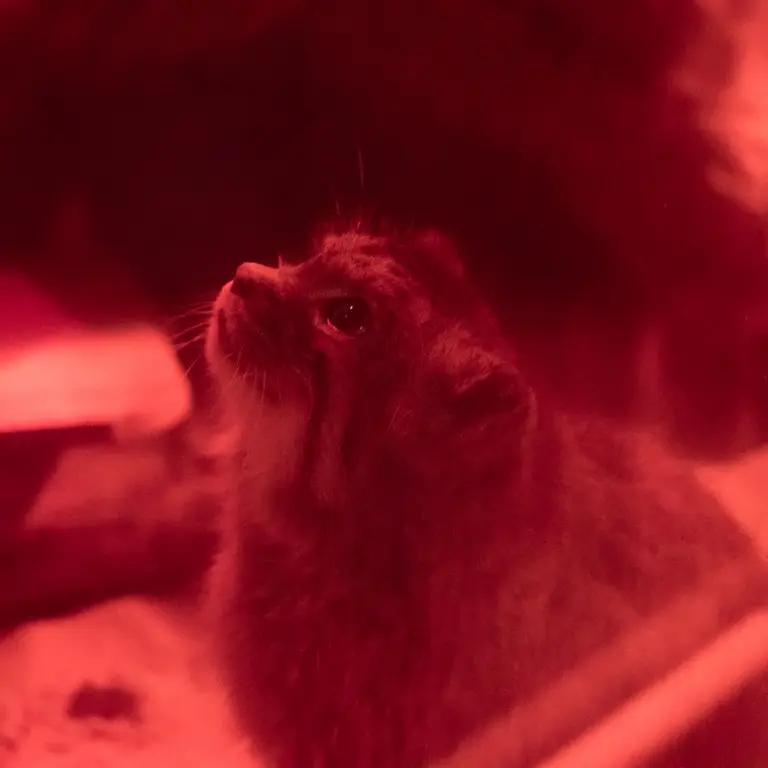 恩賜上野動物園のナイマの写真