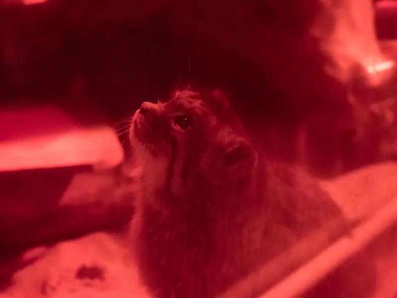 恩賜上野動物園のナイマの写真