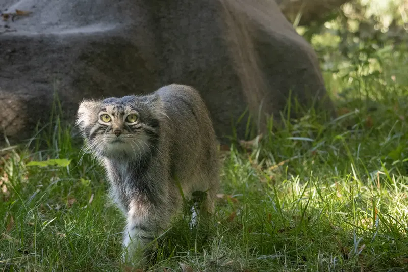 モスクワ動物園のティモフェイの写真