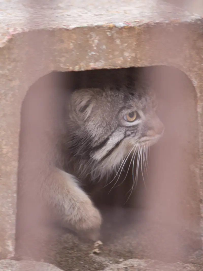 野毛山動物園のフィーガの写真