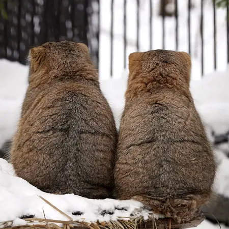 ノヴォシビルスク動物園のヴィオレッタとゾーシャの写真