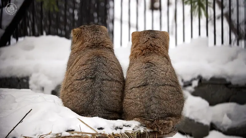 ノヴォシビルスク動物園のヴィオレッタとゾーシャの写真