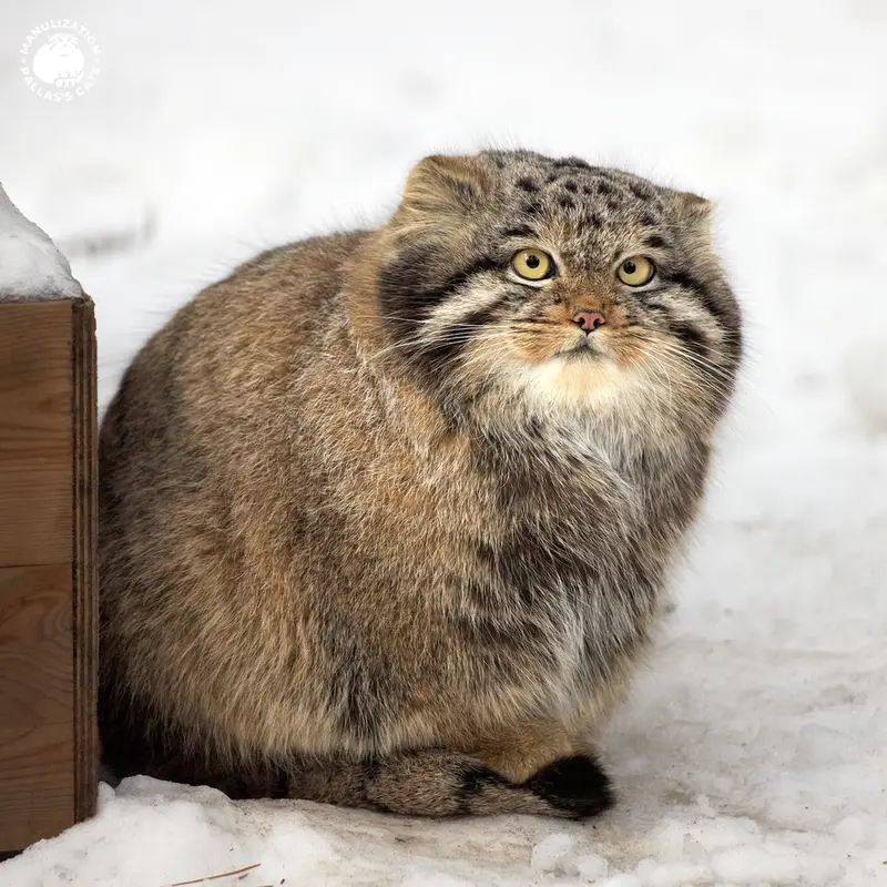 ノヴォシビルスク動物園のメンスの写真