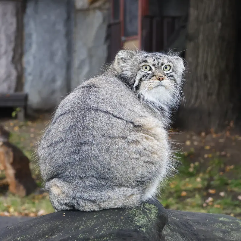 モスクワ動物園のティモフェイの写真
