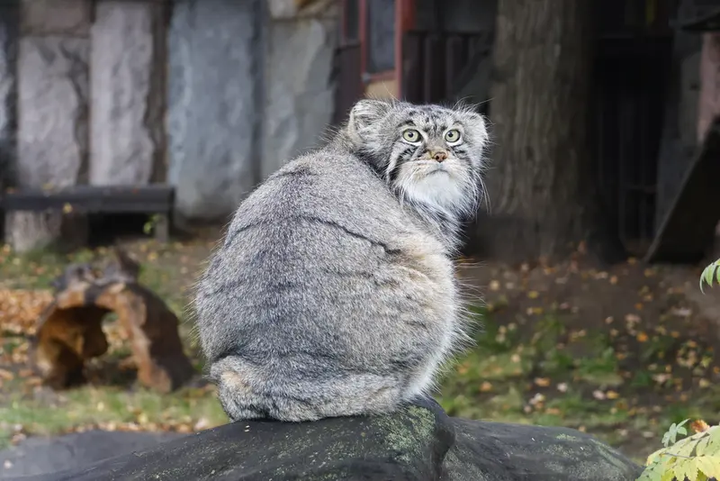 モスクワ動物園のティモフェイの写真