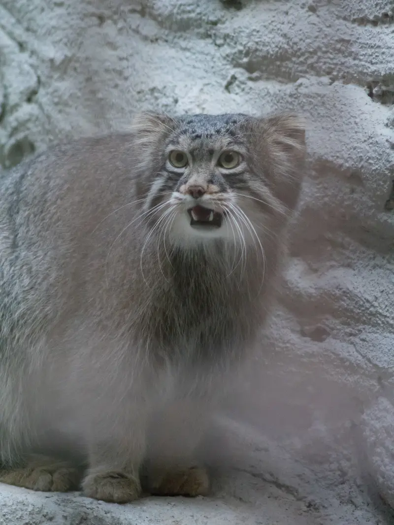 野毛山動物園のフィーガの写真