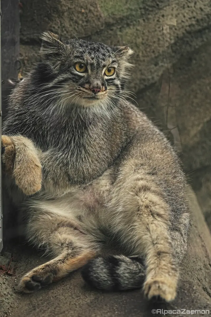 神戸どうぶつ王国のメイの写真