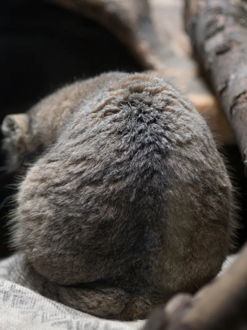 恩賜上野動物園のプリームラの写真