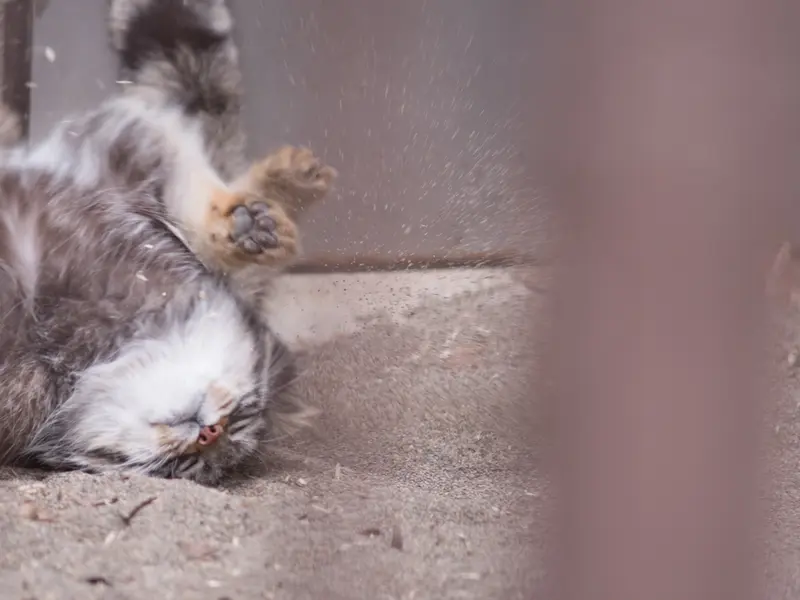 野毛山動物園のフィーガの写真