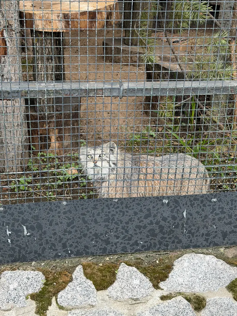 レニングラード動物園のナミカの写真