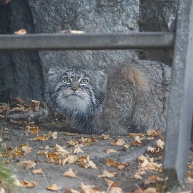 モスクワ動物園のティモフェイの写真