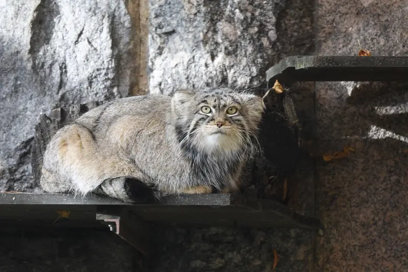 モスクワ動物園のティモフェイの写真