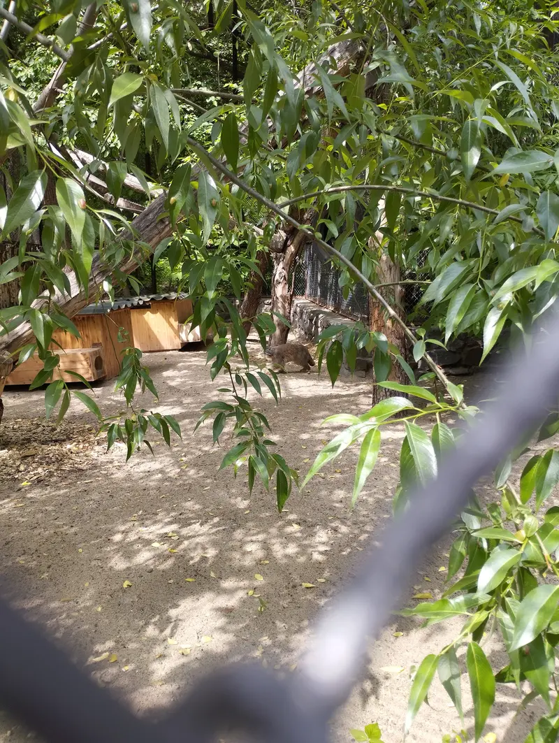 ノヴォシビルスク動物園のマヌルネコの写真