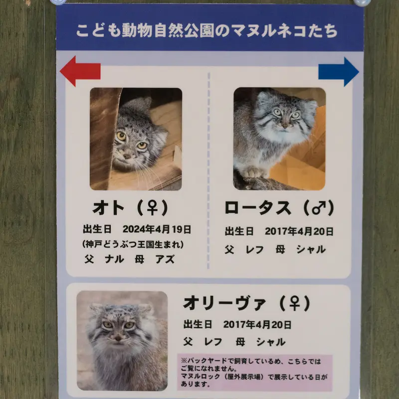 埼玉県こども動物自然公園のロータス、オリーヴァとオトの写真