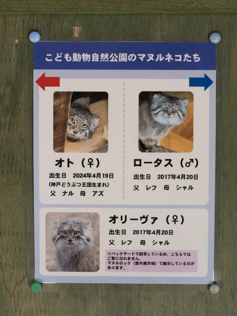 埼玉県こども動物自然公園のロータス、オリーヴァとオトの写真