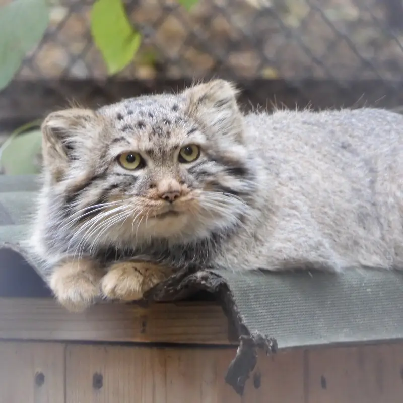ノヴォシビルスク動物園のマヌルネコの写真