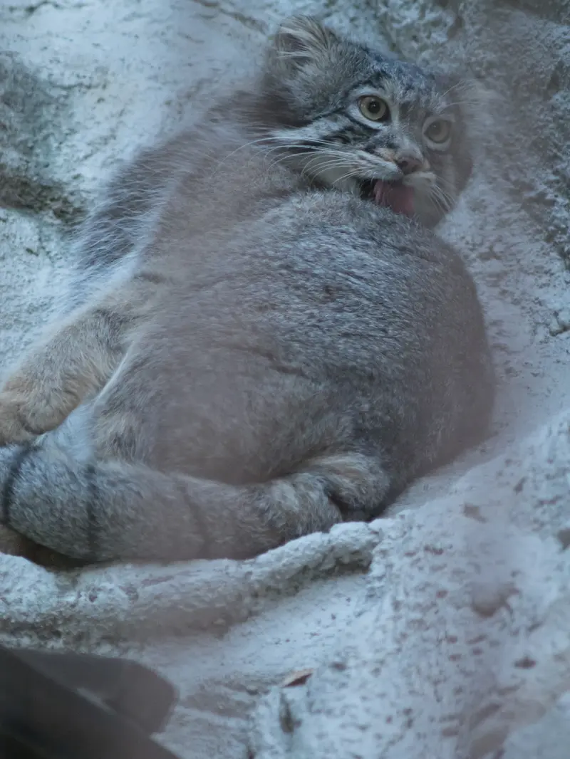 野毛山動物園のフィーガの写真