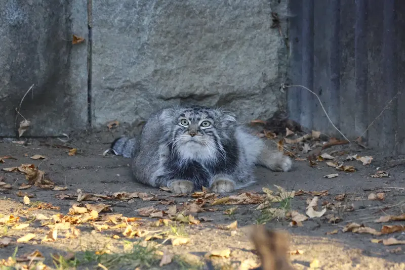 モスクワ動物園のティモフェイの写真