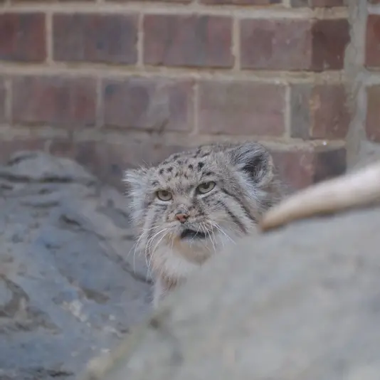 プロスペクト・パーク動物園のマヌルネコの写真