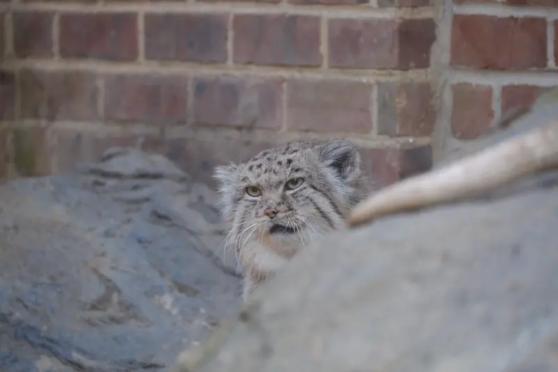 プロスペクト・パーク動物園のマヌルネコの写真