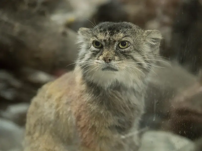 恩賜上野動物園のプリームラの写真