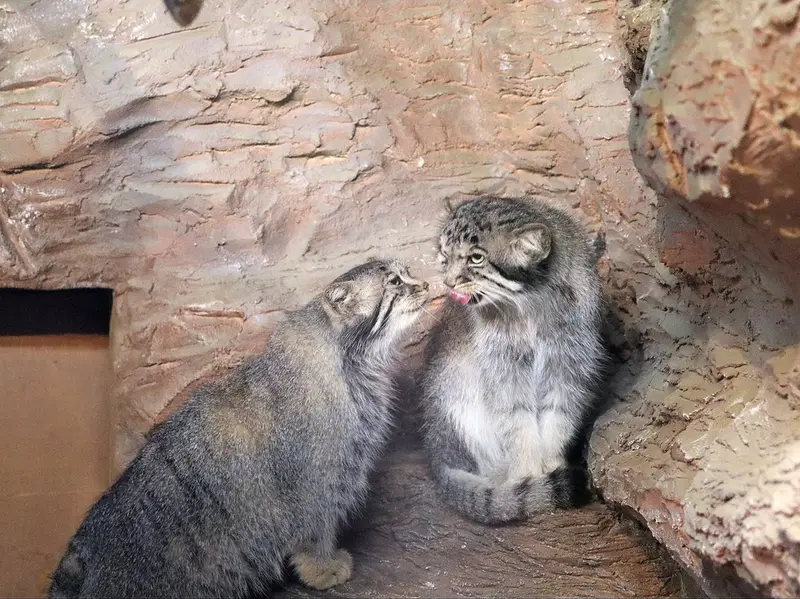 マヌルネコの写真