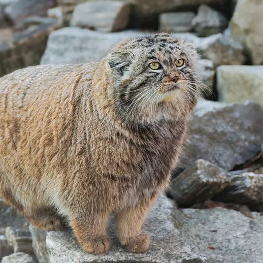 ヴロツワフ動物園のナザルの写真