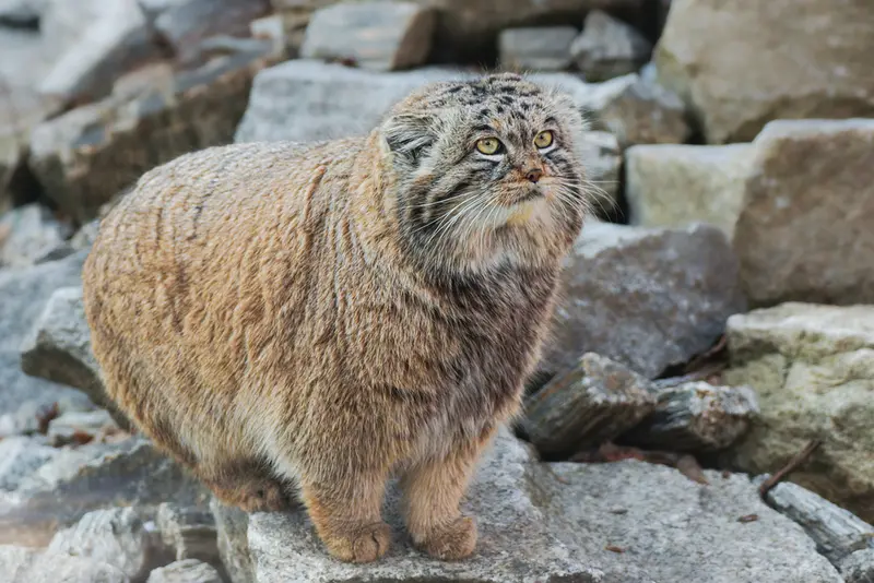 ヴロツワフ動物園のナザルの写真