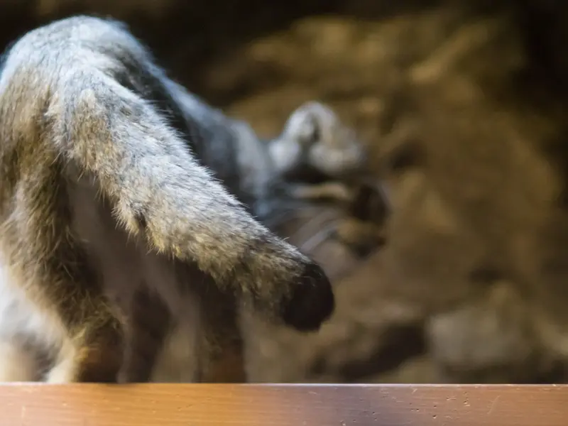 恩賜上野動物園のクリョンの写真