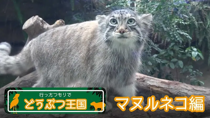 神戸どうぶつ王国のレフとアズの動画