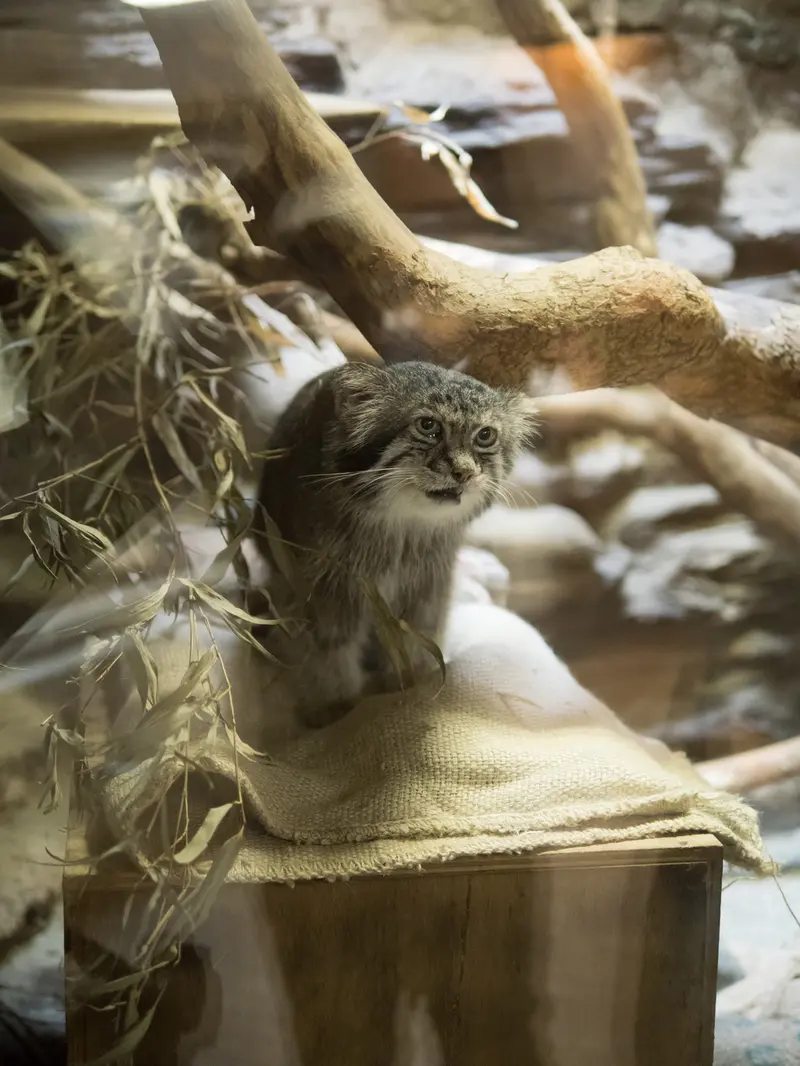 恩賜上野動物園のクリョンの写真