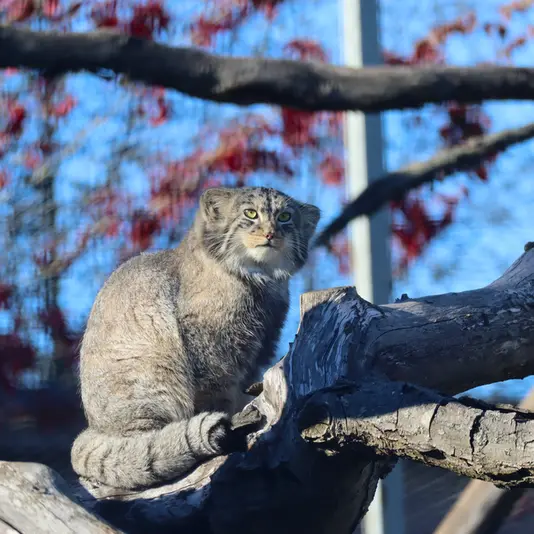 コルケアサーリ動物園のカッティ・マッティの写真