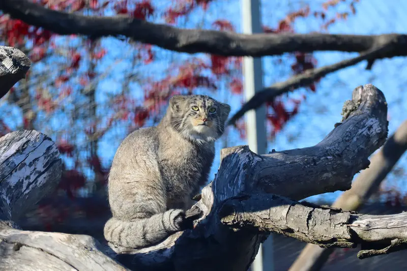 コルケアサーリ動物園のカッティ・マッティの写真