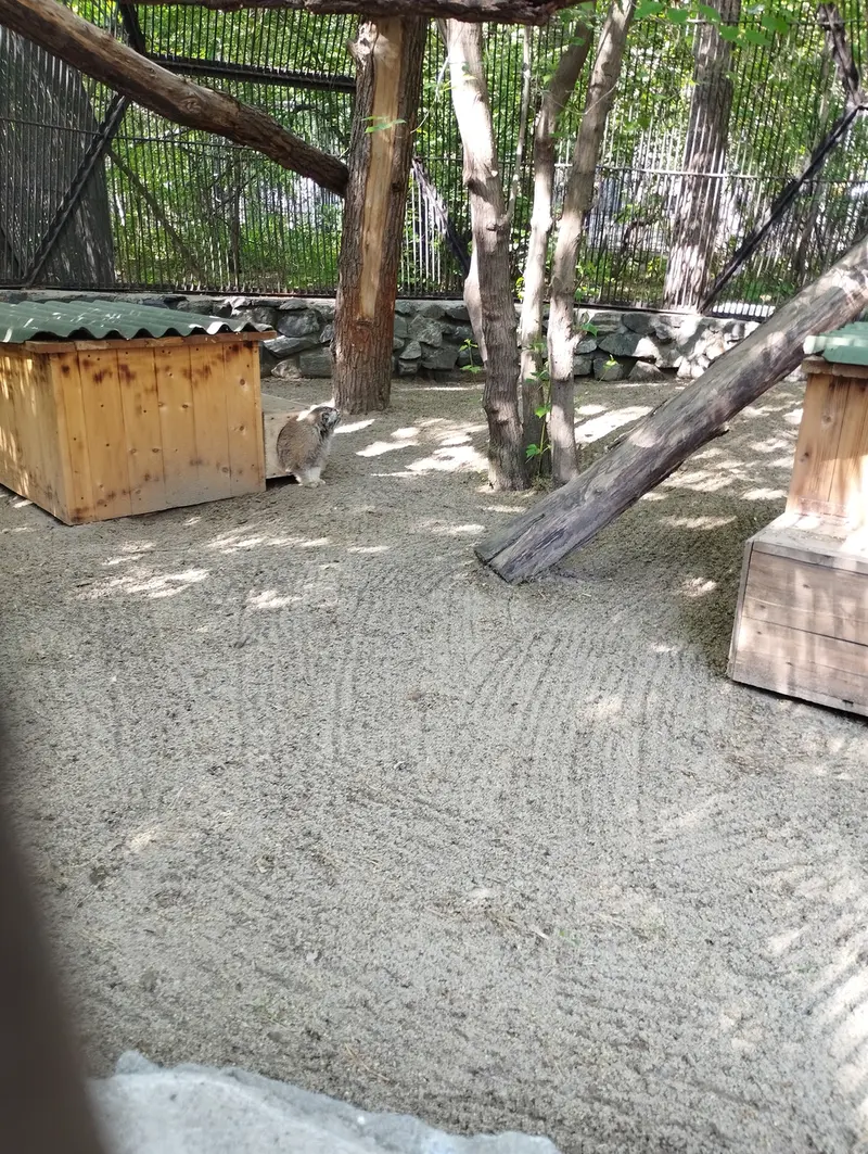 ノヴォシビルスク動物園のマヌルネコの写真