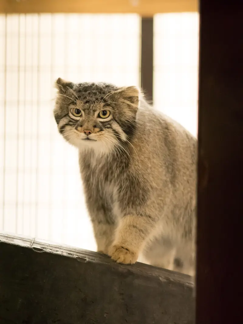 野毛山動物園のフィーガの写真