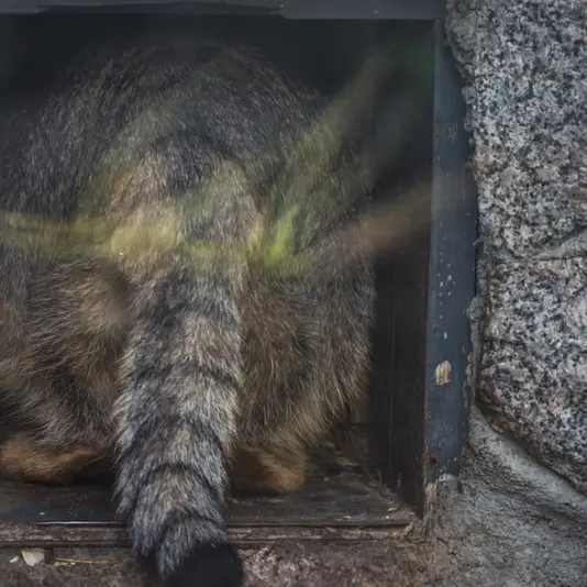レニングラード動物園のヴトラの写真