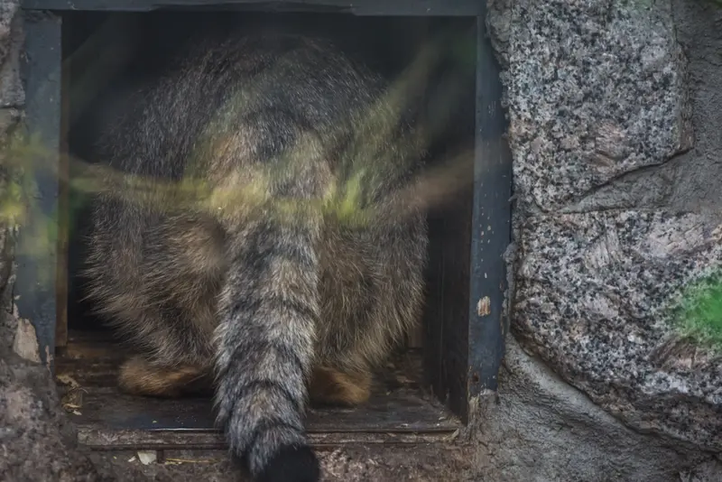 レニングラード動物園のヴトラの写真