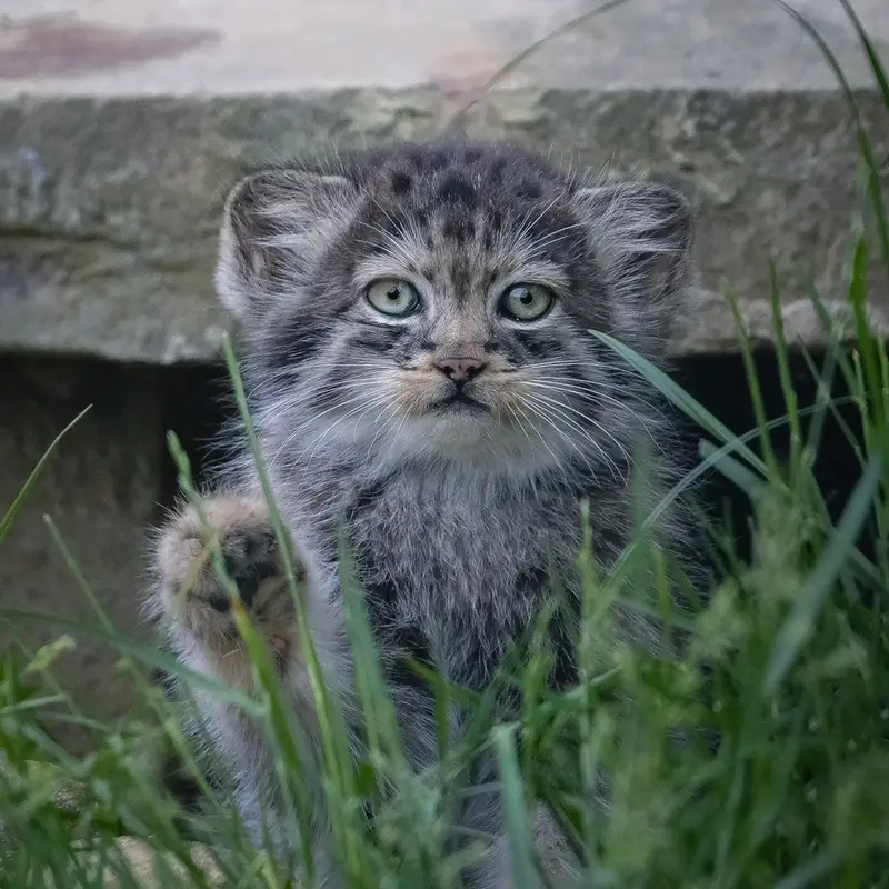 ポート・リムプネ・ワイルド・アニマル・パークのナムーの子猫 b. 2026 Ⅱの写真