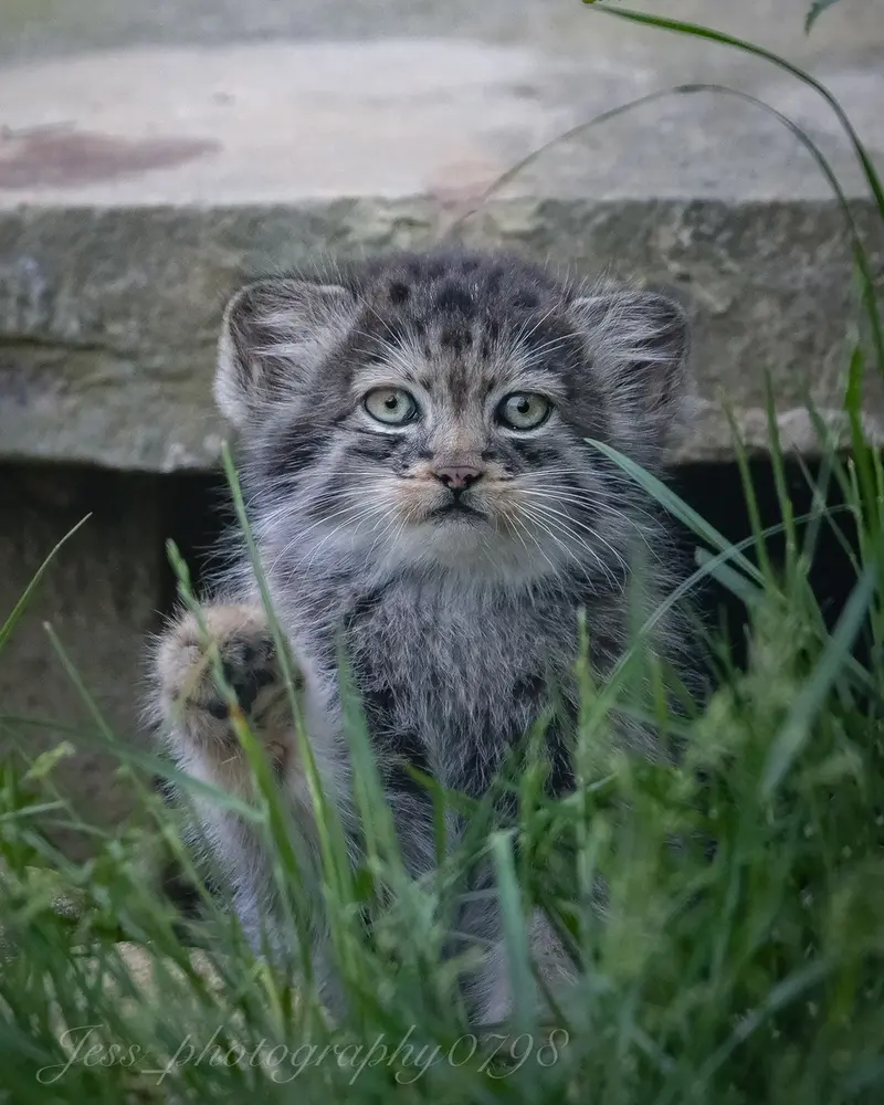 ポート・リムプネ・ワイルド・アニマル・パークのナムーの子猫 b. 2026 Ⅱの写真