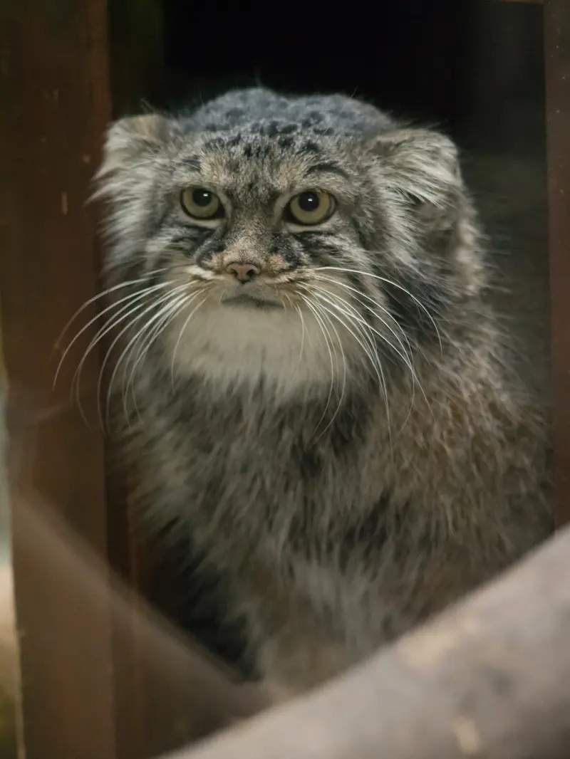 恩賜上野動物園のサフランの写真