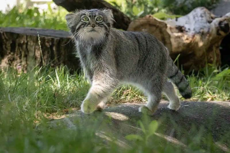 モスクワ動物園のティモフェイの写真
