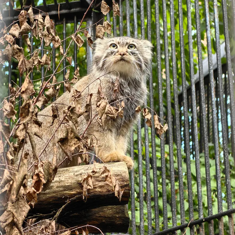 ノヴォシビルスク動物園のガビの写真